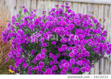 冷開花的菊花 冷開花的菊花 18218152