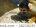 Squirrel monkey 18218245
