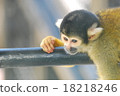 Squirrel monkey 18218246