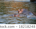 Parent and child of Hippo 18218248