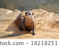 Otter 18218251