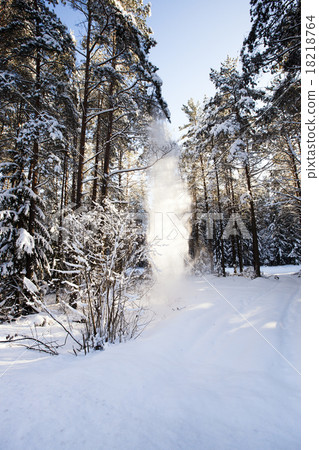 trees in winter trees in winter 18218764