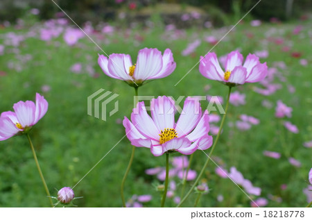 Japanese honeybee and cosmos cosmos Kosumosu listed plateau Izumi city Kagoshima prefecture Japanese honeybee and cosmos cosmos Kosumosu listed plateau Izumi city Kagoshima prefecture 18218778