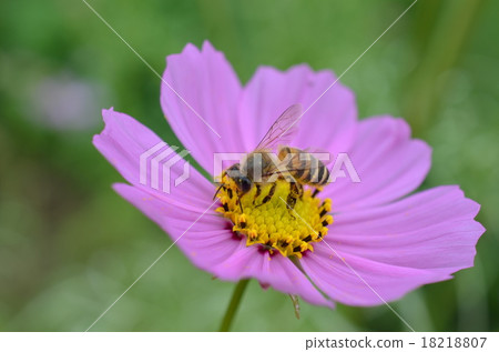 Japanese honey bee and cosmos cosmos mushrooms fall honey bee Honey bee honey 18218807