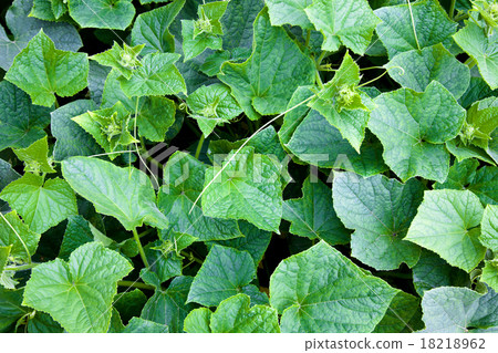 Green cucumbers  18218962