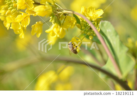 Japan bee and rape flower rape flower bee bee fruit nature cultivation honey insect yellow flower spring 18219111