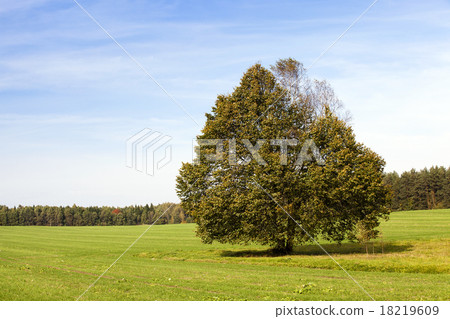 tree in the field tree in the field 18219609