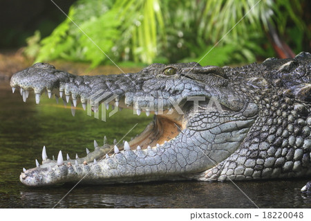 Nile crocodile 18220048
