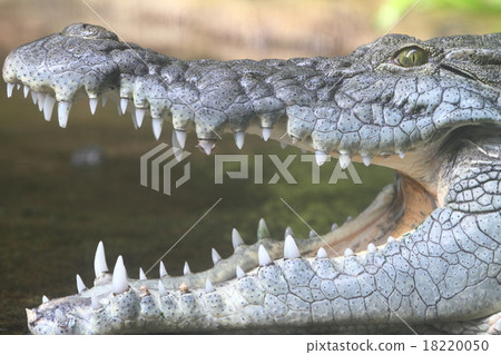 Nile crocodile 18220050