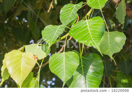 pho leaves on tree 18220098