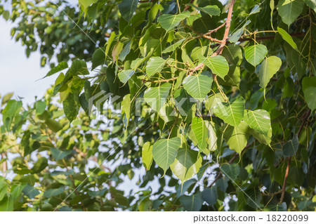 pho leaves on tree 18220099
