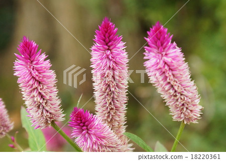 Umoe Kaitou 18220361