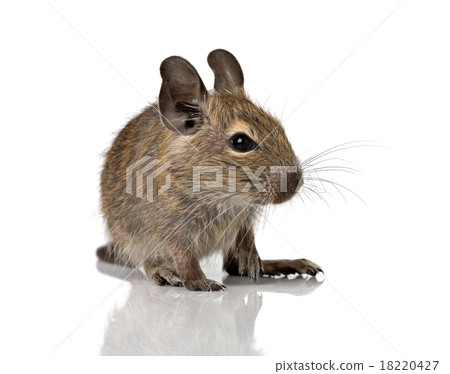 cute small baby rodent degu pet cute small baby rodent degu pet 18220427