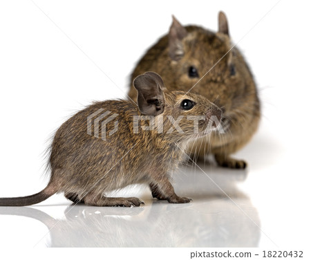 cute small baby rodent degu pet with its mom 18220432
