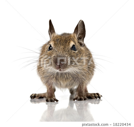 cute small baby rodent degu pet closeup cute small baby rodent degu pet closeup 18220434