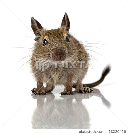 cute small baby rodent degu pet cute small baby rodent degu pet 18220436