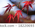 Autumn leaves 18220693