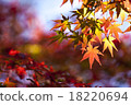Autumn leaves 18220694