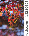 Autumn leaves 18220695