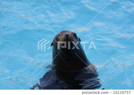 海獅 海獅 18220757