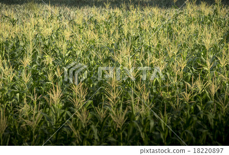 Corn farm , Agriculture in Thailand 18220897