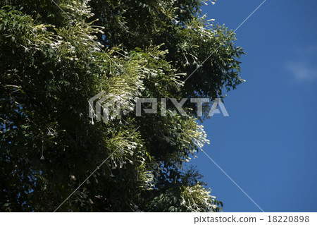 Millingtonia hortensis flower with blue sky 18220898