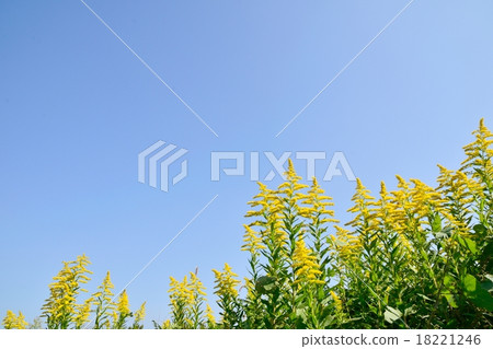 Autumn field image Autumn field image 18221246