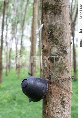 Rubber tree 18221488