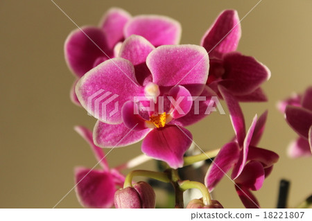 Phalaenopsis orchid  18221807