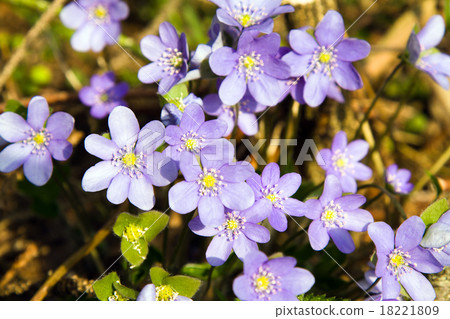 Bluebell Bluebell 18221809