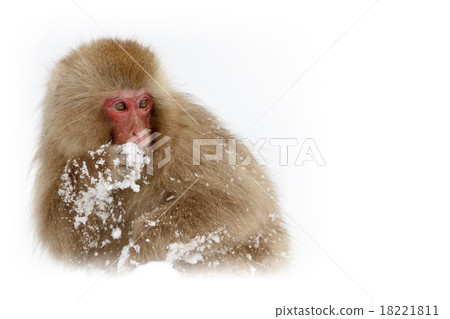 monkey, monkeys, animal 18221811