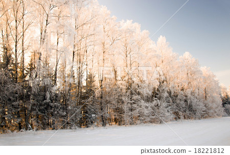trees   in winter 18221812