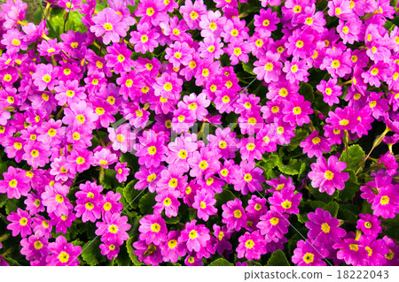pink flowers 18222043