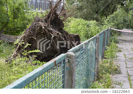 Fallen tree in park Fallen tree in park 18222663