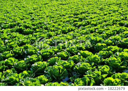 Nagano Prefecture Kawakami village landscape (cabbage field) 18222679