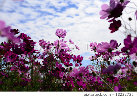 秋天的櫻桃樹 18222725