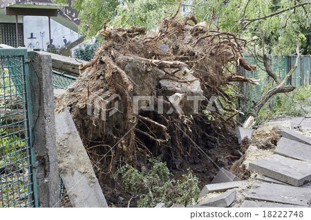 Fallen tree in park 18222748