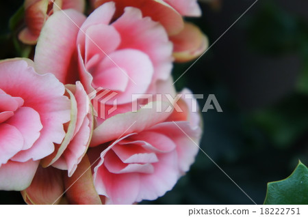 Begonia 18222751