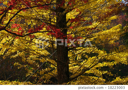 Ginkgo with backlight and Momiji at Koyasan 18223003