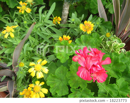 The red singleton of the flower bed 18223773