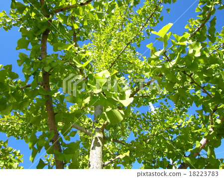 Green of ginkgo 18223783