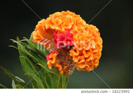 Keito的花 18223991