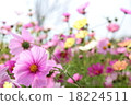 Fall, cosmos in full bloom 18224511