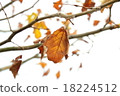 Dead leaves at the end of autumn 18224512