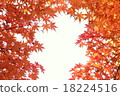 Maple frame 18224516