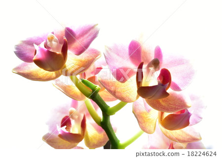 改變蝴蝶蘭高鍵版 18224624