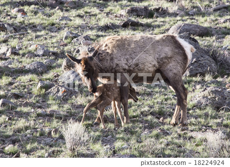 Yellowstone National Park 18224924