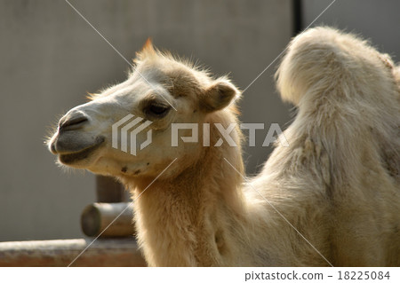 Camel 18225084