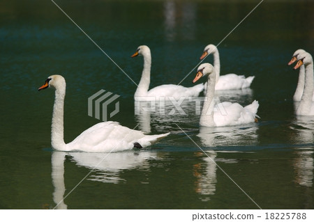 Swans on a lake 18225788