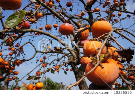 Persimmon fruit 18226836